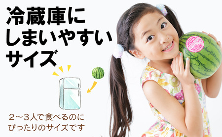 【2026年8月中旬より発送】小玉スイカ１玉＆有機ミニトマト500ｇ×2【かねこ農園】
