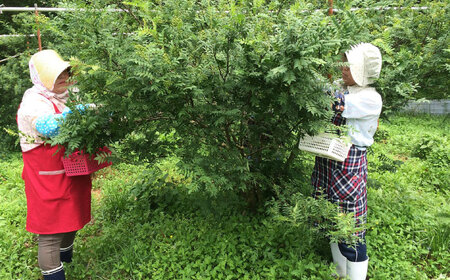 奥出雲山椒ジャコのり「頼むからごはんください」 2個・山椒オリーブオイル1本セット