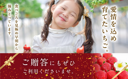 《2026年3月以降順次発送》大粒！完熟いちご2パック入り1箱 フルーツ 果物【まるなかファーム株式会社】