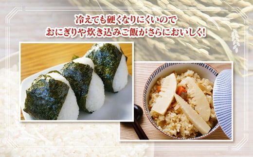 【令和6年度米】環境配慮「魚津のミルキークイーン（晃米）」20kg（白米） ｜ MK農産 白米 銘柄米 ブランド米 ご飯 おにぎり お弁当 和食 主食 国産 産地直送 甘み 香り もちもち ※2024