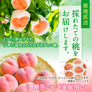 和歌山県産 川中島白桃 5～9玉入り 秀品 先行予約【2024年7月下旬以降発送】