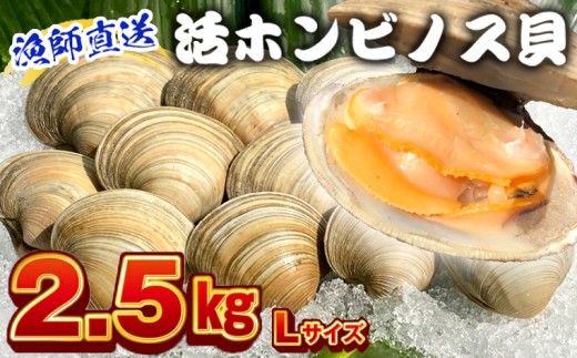 漁師直送！活ホンビノス貝2.5kg（Lサイズ）　ホンビノス 貝 白はまぐり 大あさり 浜焼き BBQ バーベキュー アウトドア キャンプ 漁師直送 産地直送 魚介類 海鮮 貝 シーフード クラムチャウダー スープ パスタ 天ぷら 酒蒸し 千葉県
