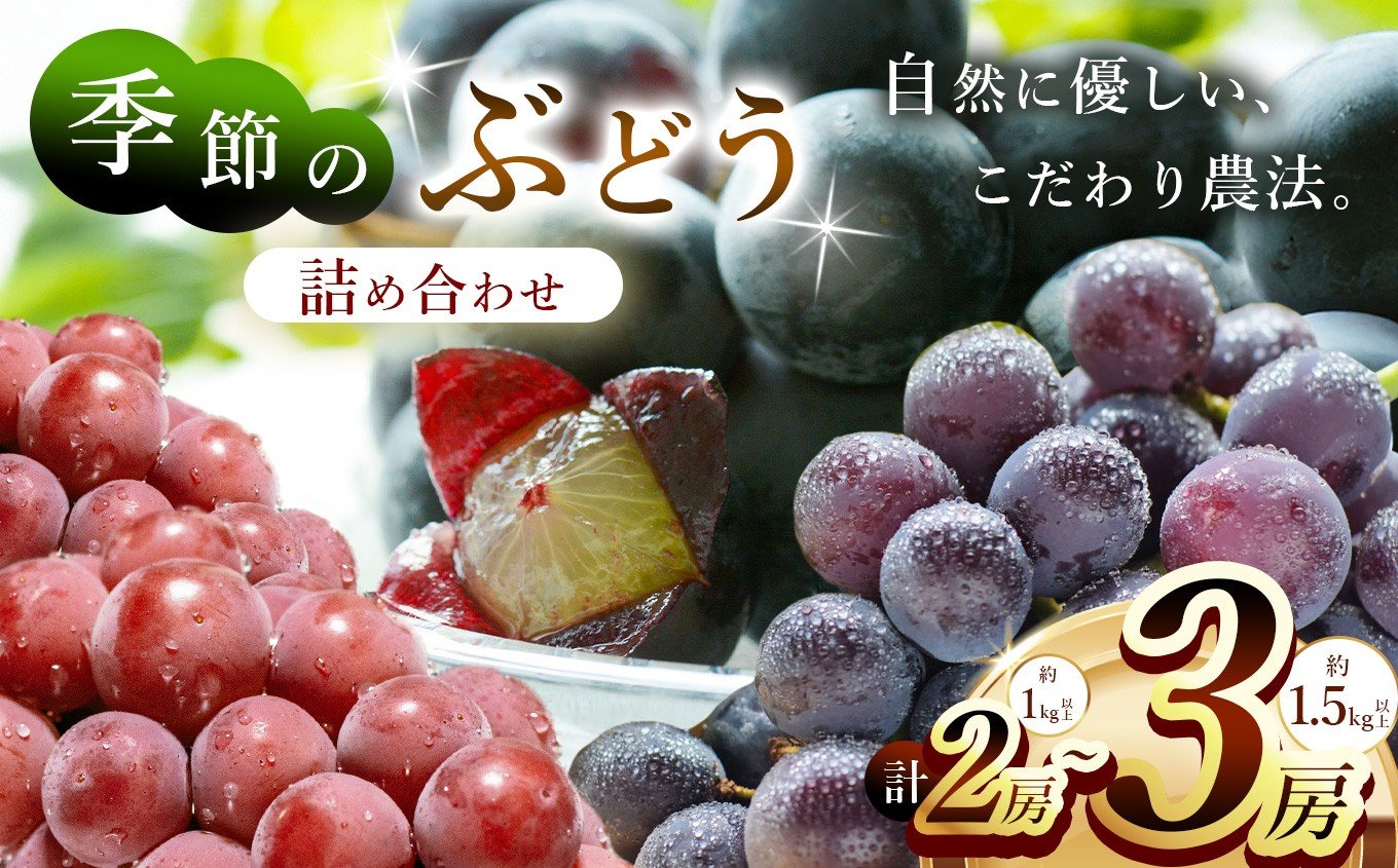 
                  【先行予約】【選べる内容量】季節のぶどう詰め合わせ 2房 / 3房 12月先行予約開始 | フルーツ ぶどう 詰合せ 兵庫県 上郡町
                