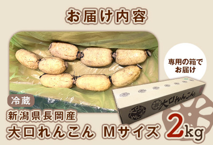 75T-03【大口れんこん】新潟県長岡産レンコン2kg