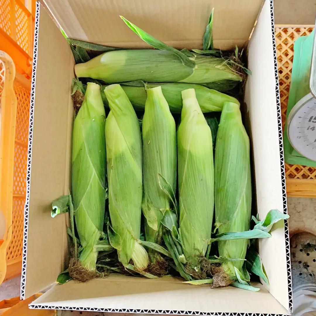 とうもろこし 6kg おおもの 朝採り 農家直送 【 先行予約 2026年7月中旬以降発送】