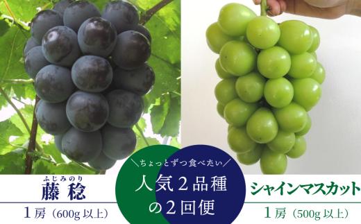 KF-T043-01【きよとうファーム】ちょっとずつ食べたい！藤稔とシャインマスカットの１房お試し２回便！ (定期便)(岡山県産)
