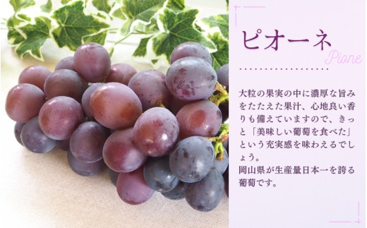 【2026年先行予約】NISSHOKU　FARM　特選　大粒ぶどうとピオーネシロップのセット（シャインマスカット入り）岡山 【nisfarm011-02】