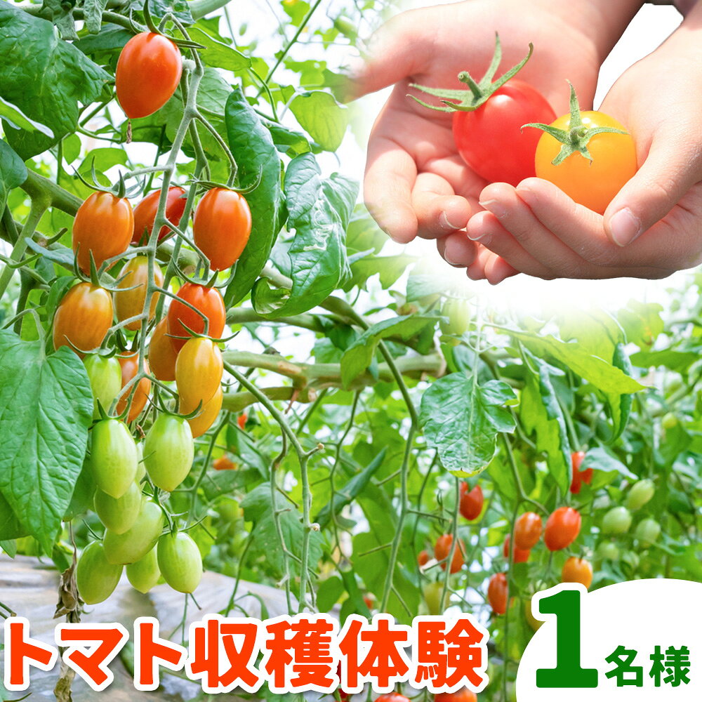 【ふるさと納税】ミニトマト 収穫体験 チケット 1名様 なよろ観光まちづくり協会 《30日以内に出荷予定(土日祝除く)》 北海道 名寄市 野菜 収穫 体験型 野菜狩り トマト アイコ 純あま 観光 旅行 レジャー アクティビティ 夏休み 家族 招待券 利用券