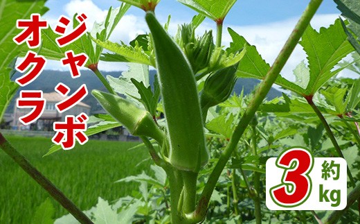 
                  ＜先行予約！2026年7月上旬以降順次発送予定＞ジャンボオクラ(約3kg)【man352】【Aglio nero】
                