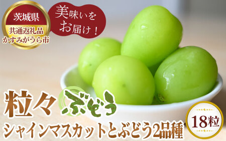 【先行予約】粒々ぶどう18粒　シャインマスカットとぶどう2品種【茨城県共通返礼品 かすみがうら市】 No.301