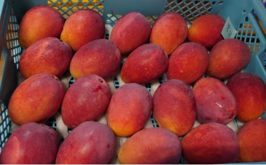 2026年 先行予約 マンゴー 夏小紅 約1kg 2～3玉 ますみ農園 甘味 スッキリ 果物 フルーツ