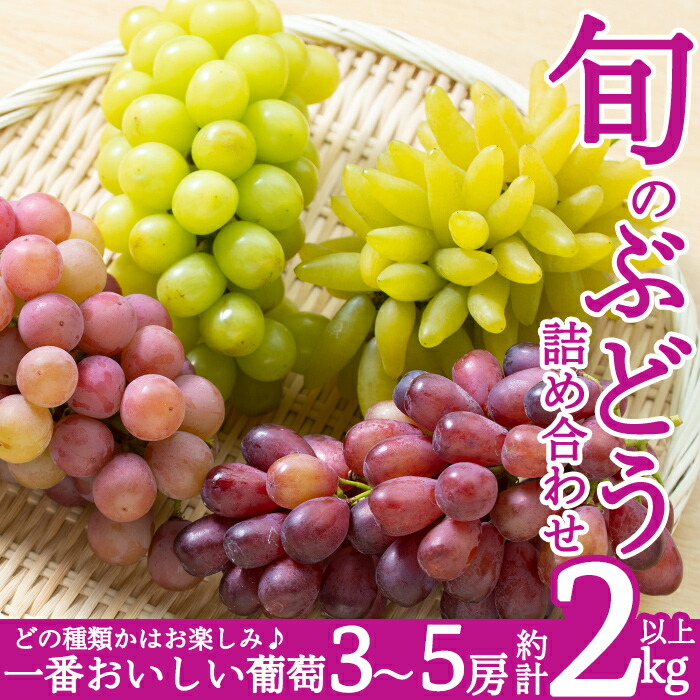 B-050 ＜期間限定！2025年8月中旬～9月下旬の間に発送予定＞旬のぶどう詰め合わせ3～5房(約2kg以上)【さくら農園】ぶどう 食べ比べ シャインマスカット 瀬戸ジャイアンツ フルーツ 果物 期間限定