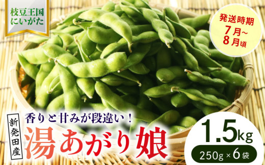根強い人気の枝豆！ 湯あがり娘 1.5kg【 先行予約 予約 茶豆 枝豆 新潟産 湯あがり娘 1.5kg 数量限定 株式会社せいだ 新潟県 新発田市 seida021 】