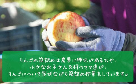 りんご サンつがる 家庭用・訳あり3kg  農家応援企画 【令和5年度収穫分】※沖縄県への配送不可 ※2023年8月下旬頃?9月中旬頃まで順次発送 長野県飯綱町[0786]