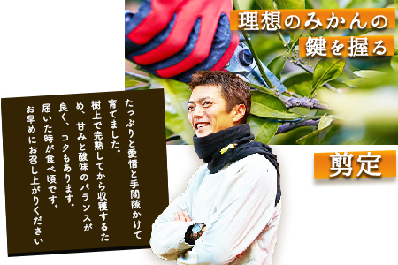 ぎょくだん『ミチヒロ』のみかん 約5kg(サイズおまかせ)《10月中旬-1月中旬出荷》『熊本・玉東、玉東町段々畑男子団。』ぷらっとぎょくとう