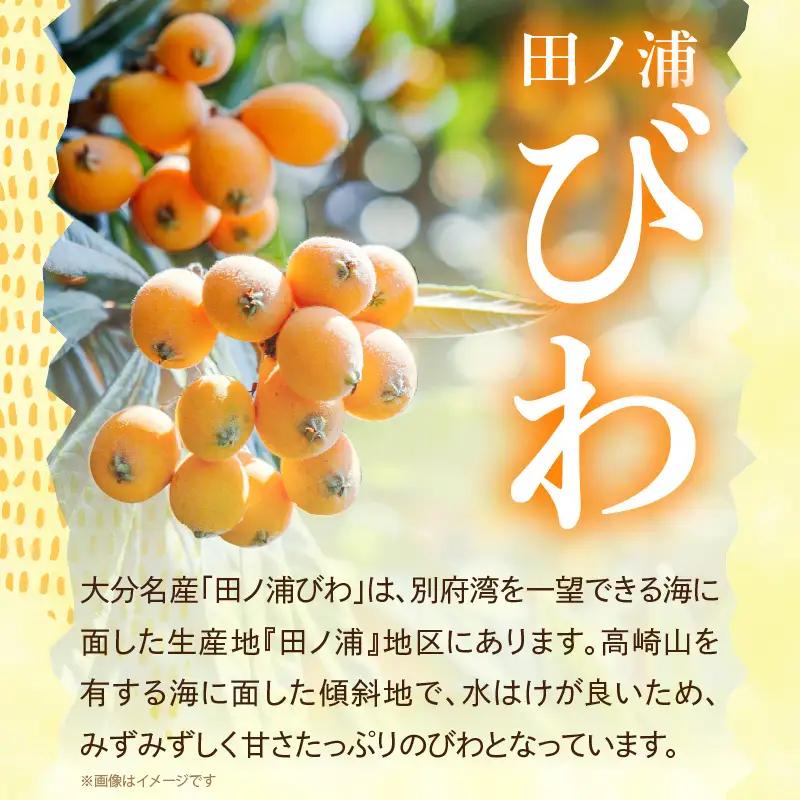 【期間限定】田ノ浦びわ 約1.08kg（270g×4パック） C07014
