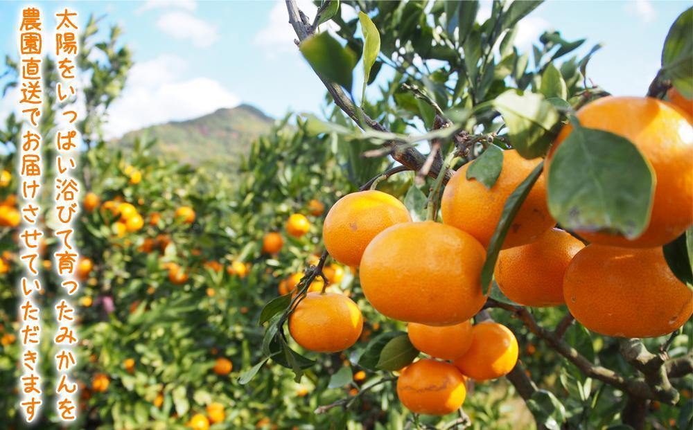 【2025年12月発送】濃厚完熟 木成り温州みかん 10kg ミックスサイズ 和歌山県産