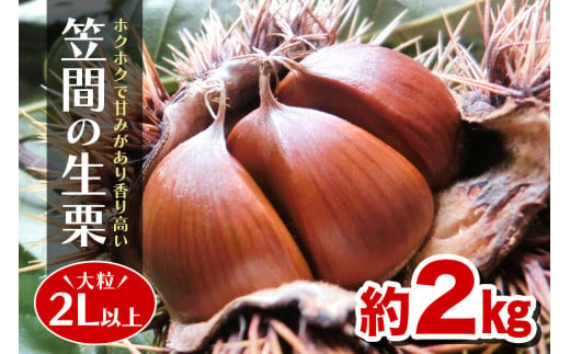 笠間の生栗 （約2kg） 低温熟成 利平 2L以上 日本一 栗生産量 茨城県 栗 くり 生栗 熟成栗 大きい 大粒 茨城 国産 国産栗 和栗 甘栗 栗ご飯 栗きんとん 栗おこわ 甘露煮 マロン 秋 旬