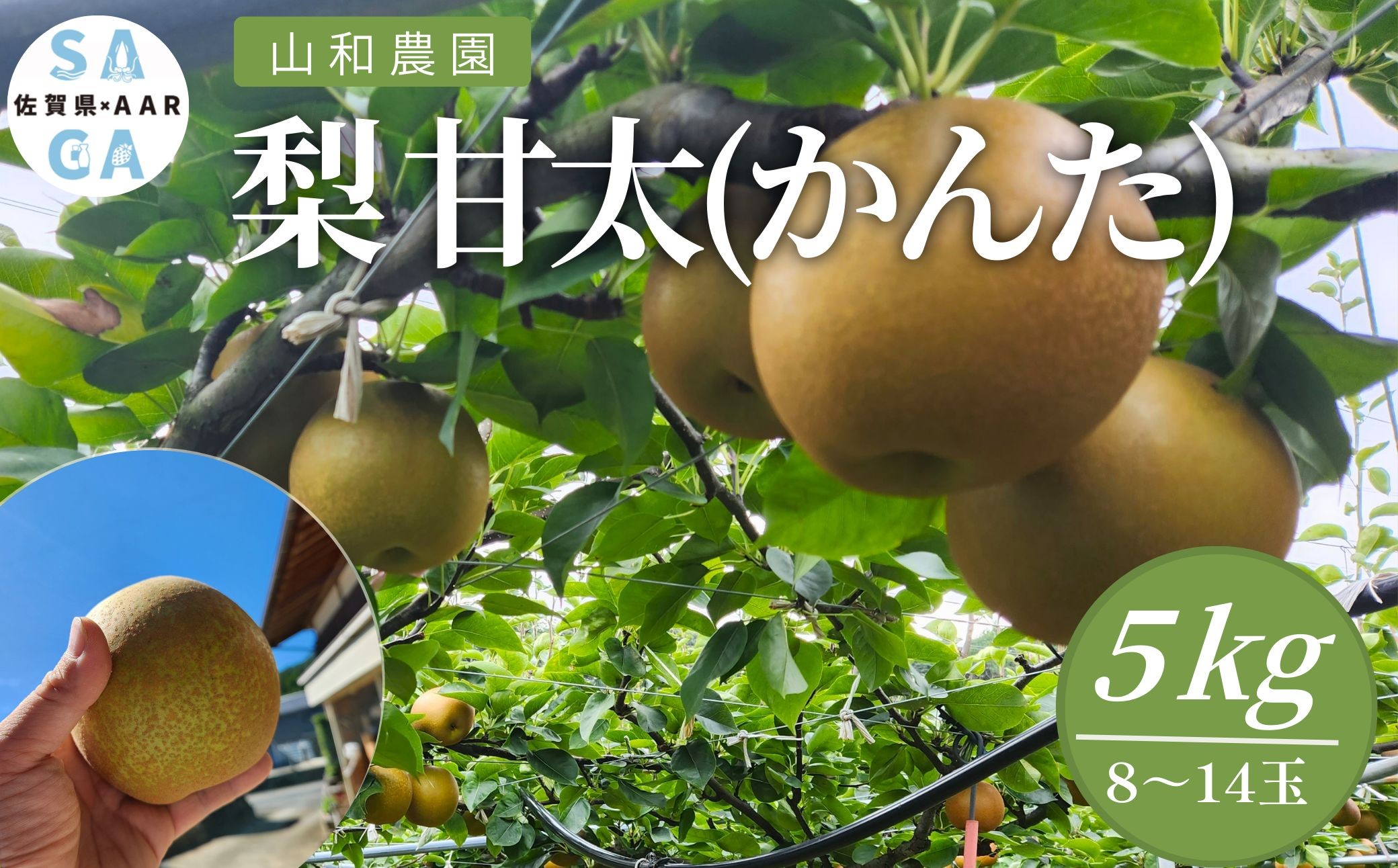 
                  山和農園 梨 甘太(かんた)5kg
                