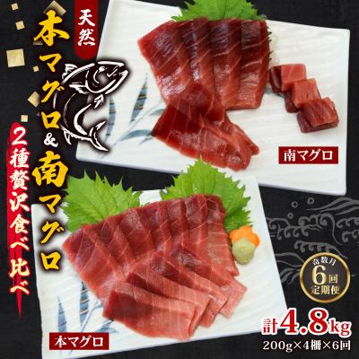 ふるさと納税 室戸市 【6回定期便】本マグロ　南マグロ　中トロ　各2柵　奇数月にお届け