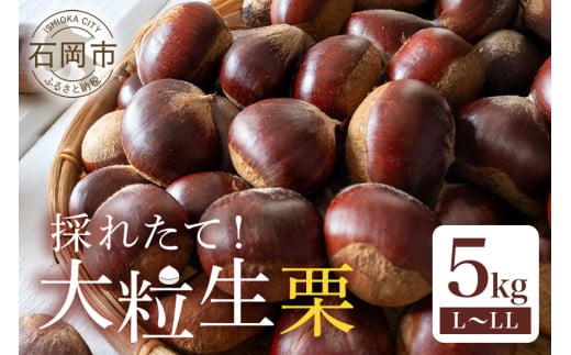 【 2025年 先行予約 】 生栗 5kg（岡崎観光栗園） 栗 くり クリ L ～ LL サイズ 殺虫剤不使用 国産 和栗 甘栗 果物 フルーツ くだもの 秋 旬 9月 10月 発送 産地直送 農家直送 産直 栗きんとん 栗ごはん 甘い 栗ご飯 栗おこわ 茨城県 石岡市 (A17-001)
