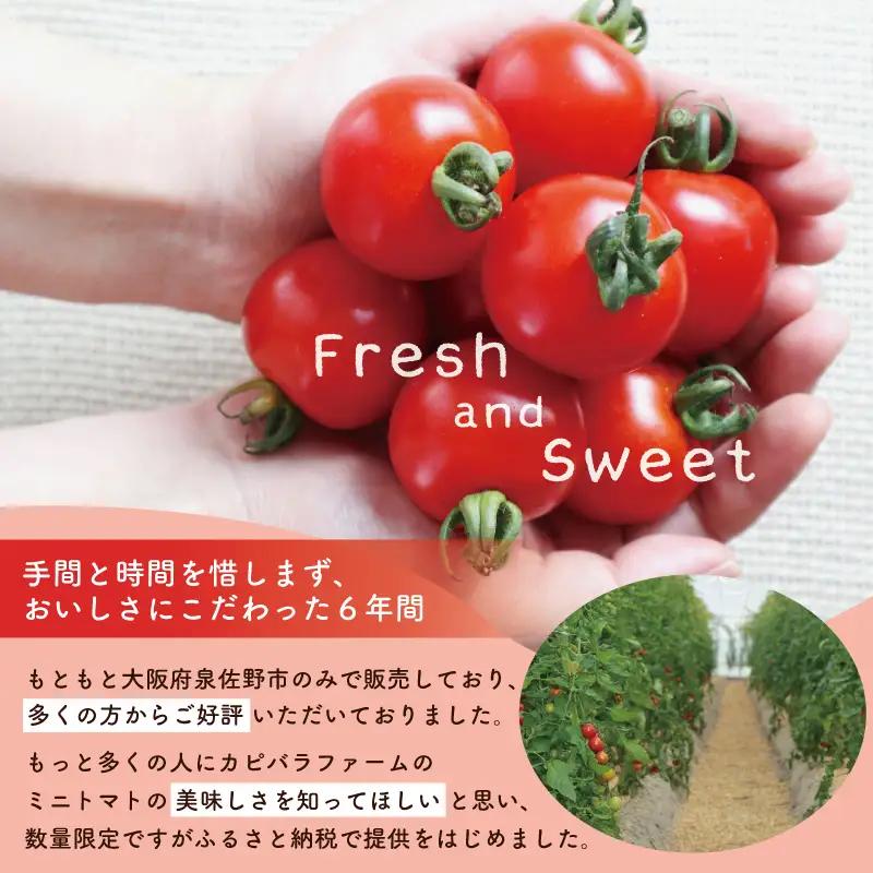 【先行予約】こだわり ミニトマト 4パック 合計 約1kg