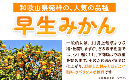 訳あり早生みかん 5kg みかん 訳あり