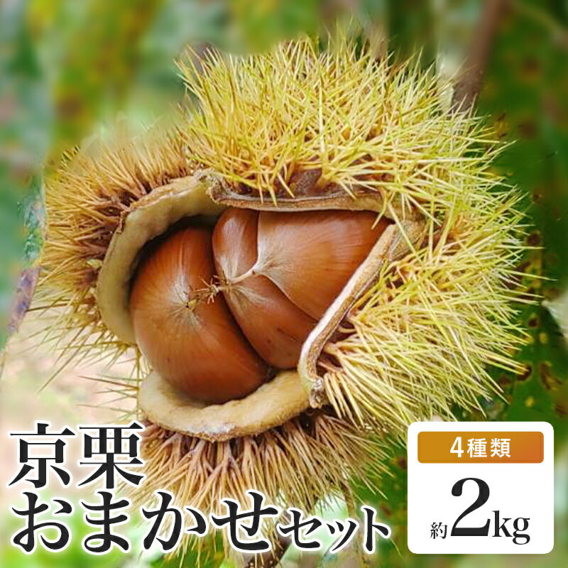 【ふるさと納税】【発送月が選べる】丹波栗 おまかせセット 4種類 約2kg 冷蔵 【 数量限定 氷温熟成 栗 2kg 2キロ ぽろたん 石鎚 岸根 このみ 銀寄 美玖里 筑波 万点甘栗 農家直送 無農薬 果物 フルーツ くり 国産 京都 綾部 】