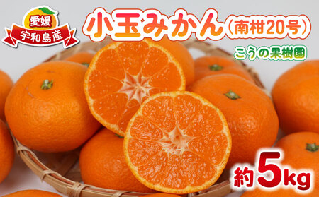 小玉みかん 南柑20号 みかん 5kg 2S~S サイズ こうの果樹園 温州みかん 温州 愛媛みかん 愛媛蜜柑 愛媛ミカン うんしゅう みかん ミカン 蜜柑 mikan 果物 フルーツ 柑橘 甘い 甘味 蜜柑 産地直送 農家直送 数量限定 国産 愛媛 宇和島 B010-182003