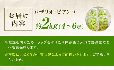 【先行予約】ロザリオ・ビアンコ 約2kg1箱（4房～6房）＜2026年8月下旬から発送＞/ ロザリオ・ビアンコ ぶどう ブドウ 葡萄 愛媛県 愛媛 内子町 フルーツ 果物 送料無料 美味しい おすすめ