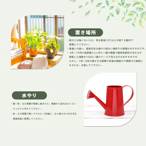 【観葉植物】コーヒーの木 50cm～70cm  Green Farm M IB075-028 ※北海道・沖縄・離島配送不可