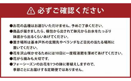 フォーシーズン お花の寄せ植え 4～5種 花 フラワー 観葉植物 植物 インテリア