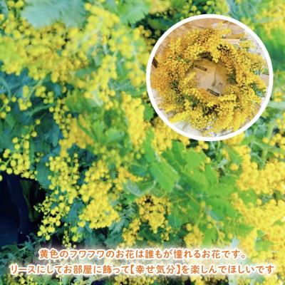 ふるさと納税 水戸市 【3月上旬より発送・数量限定】大きな木から作るミモザのリース(限定品) |  | 01