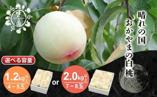 
                  【2027年発送分 先行予約】【選べる容量】晴れの国おかやま 白桃 1.2kg～2.0kg【８月上旬～９月上旬発送】【021-a026/021-a027】桃 もも モモ はくとう フルーツ 果物 朝採り 旬 岡山県産 産地直送 産直 送料無料 鏡野町
                