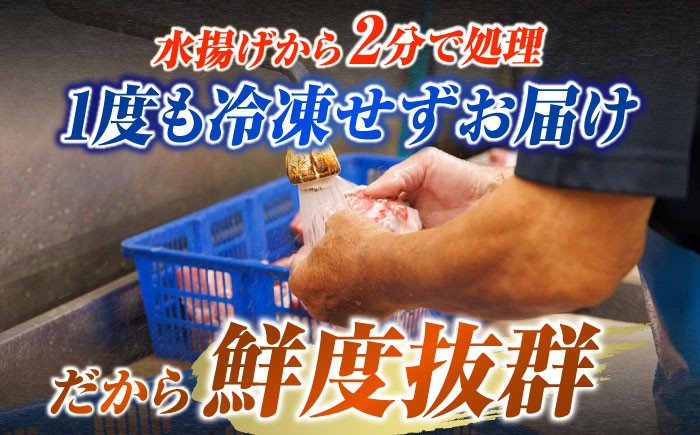 【全6回定期便】五島列島産 養殖 生本かみマグロ 赤身 中トロ 計約500g / まぐろ 鮪 刺身 ブロック