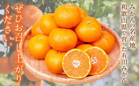 みかん 濃厚完熟 小玉みかん 約5kg