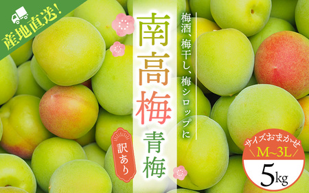 訳あり 梅 梅酒 梅干 青梅 梅ジュース 梅干し 三重県産 / M-3Lのサイズおまかせ！ 訳あり ご家庭用 南高梅 青梅 5kg【2025年6月初旬から6月中旬までに順次発送】【ymu002】