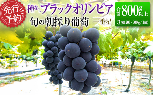 先行予約 旬の朝採り種なし葡萄［ブラックオリンピア（一番星）］合計800g以上（3房）ご自宅・ご家庭用 2025年出荷【B646】
