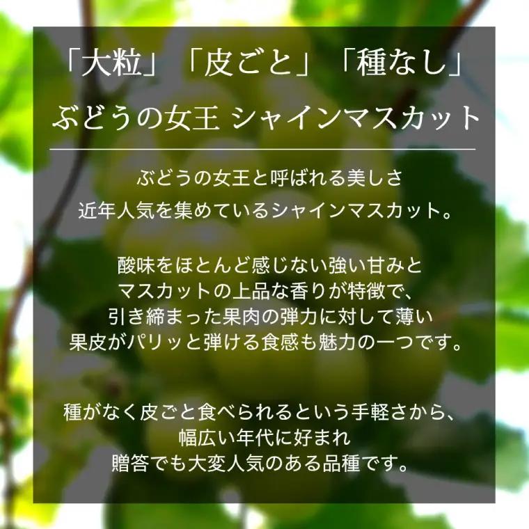 【2026年先行予約】ぶどう 2種 食べ比べ セット 約1kg (各1房) AR033 ぶどう