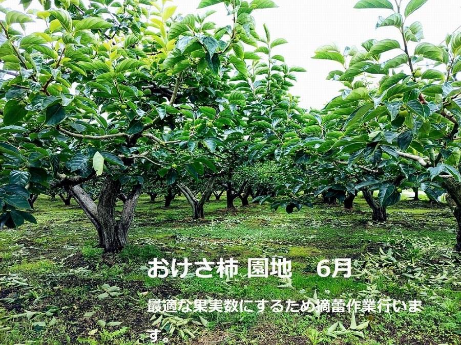 先行予約 柿 おけさ柿 高級 赤秀 2Lサイズ 11玉 種なし 化粧箱入