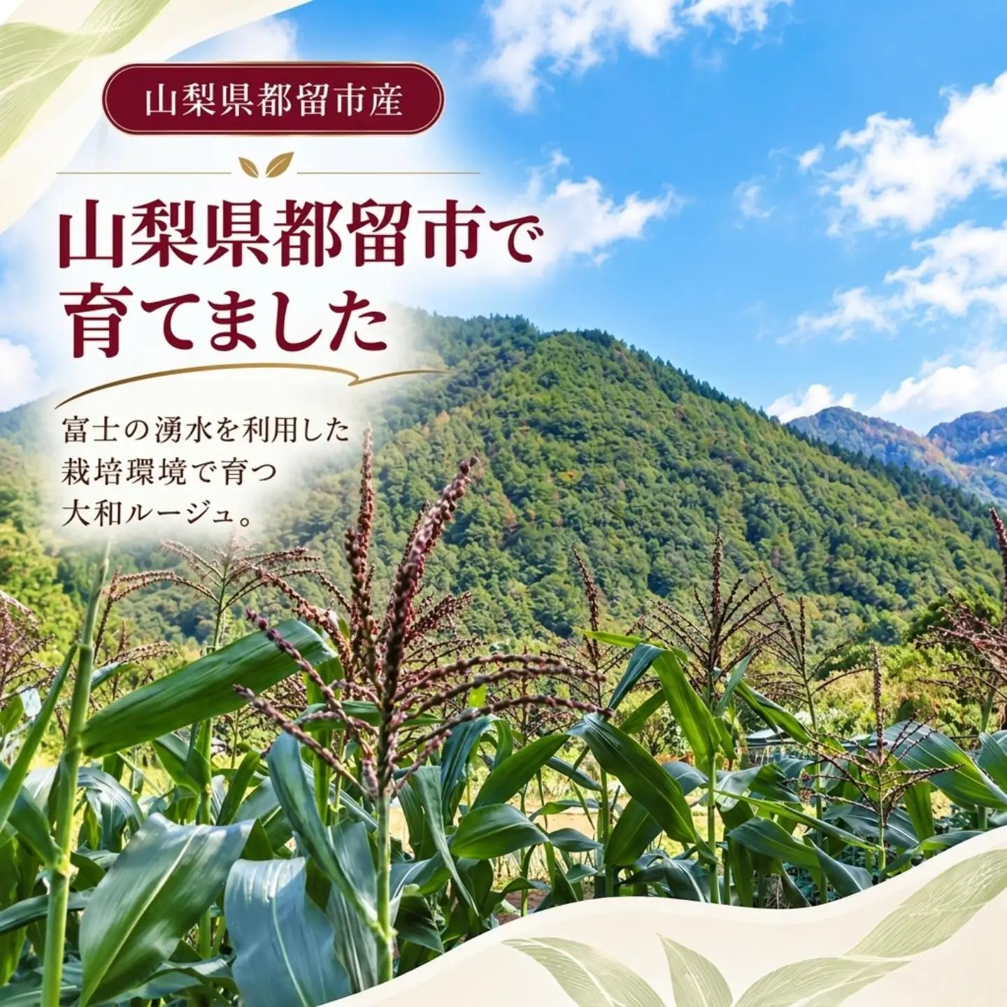 【2027年先行予約】山梨県都留市産 紅いスイートコーン 大和ルージュ (6～8本)｜希少な赤いとうもろこし 甘い スイートコーン トウモロコシ 産地直送 送料無料【浅田農園】