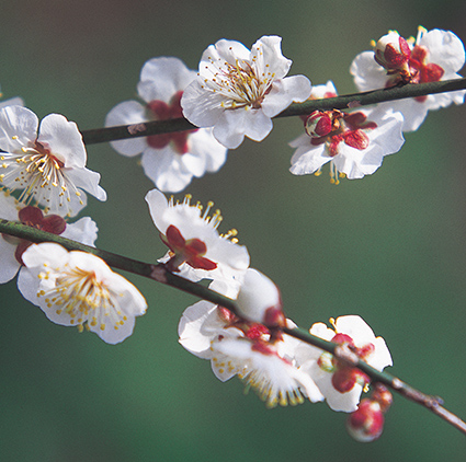 L310　紀州産南高梅　村っ子梅１ｋｇ×２