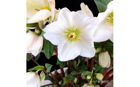 【先行予約】 花 クリスマス ローズ バラ 薔薇 開花 株 4.5号 鉢植え 純白 ニゲル 季節 冬 ガーデニング ガーデン 庭 贈答 プレゼント ギフト 2025年12月初旬より発送開始 オンライン