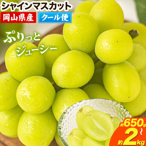 【ふるさと納税】【2026年発送先行予約 開始！】シャインマスカット 岡山 約650g 1房 約1.3kg 2-3房 約2kg 3-4房 厳選 旬 ぶどう ブドウ 葡萄 マスカット 果物 フルーツ ギフト 岡山県 笠岡市 訳あり クール便 爽やか 贅沢《2026年9月上旬-11月中旬頃出荷》