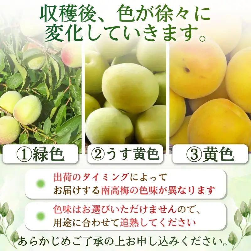 【梅干・梅酒用】（2LまたはL－10Kg）熟南高梅＜2027年6月上旬～7月上旬ごろに順次発送予定＞【art011C】
