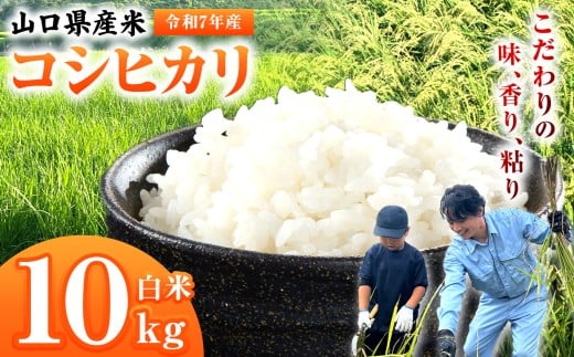 令和7年産 山口県産米 コシヒカリ 10kg ｜ 令和7年産 コシヒカリ 山口県産米 こめ お米 コメ 白米 山口県 平生町