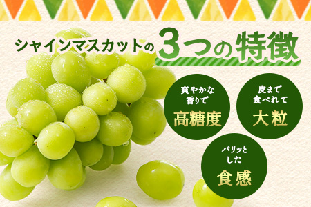 朝採れ即日発送◆数量限定◆シャインマスカット 約2kg 3～4房【先行予約】【2025年8月中旬～9月下旬配送予定】鮮度第一 可愛いラッピングで贈り物にも◎ ご褒美 プレゼント 贈答 ギフト 果物 葡