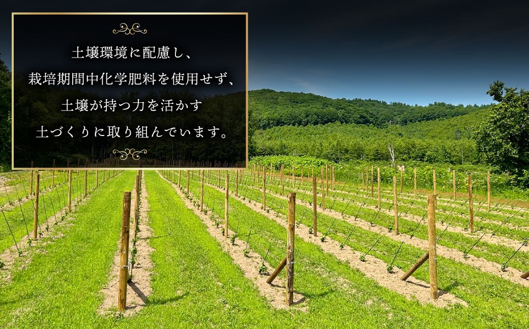 白ワインKamisato blanc2024/オレンジワイン山麓のアンバーPinot Gris2024