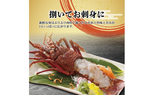 2月直送便 土佐獲れ 活伊勢海老 約700g（２尾～４尾） 天然 