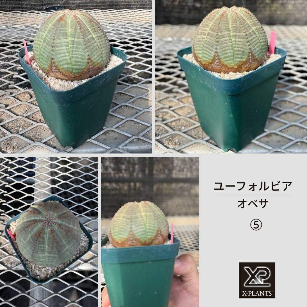 【ふるさと納税】ユーフォルビア オベサ_5 X-PLANTS 珍奇植物 ビザールプランツ 塊根植物